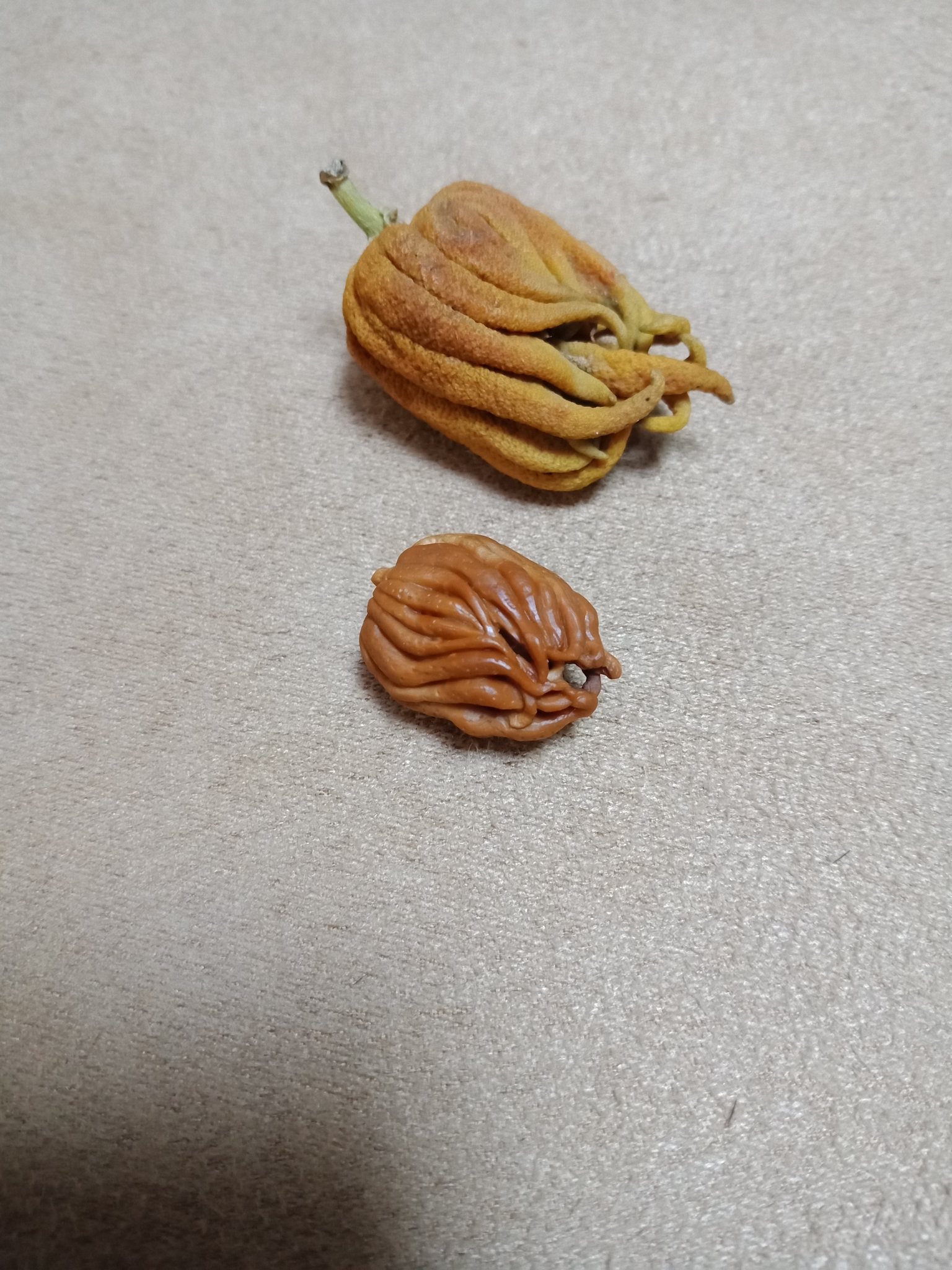 微信图片_20181204145155_看图王.jpg